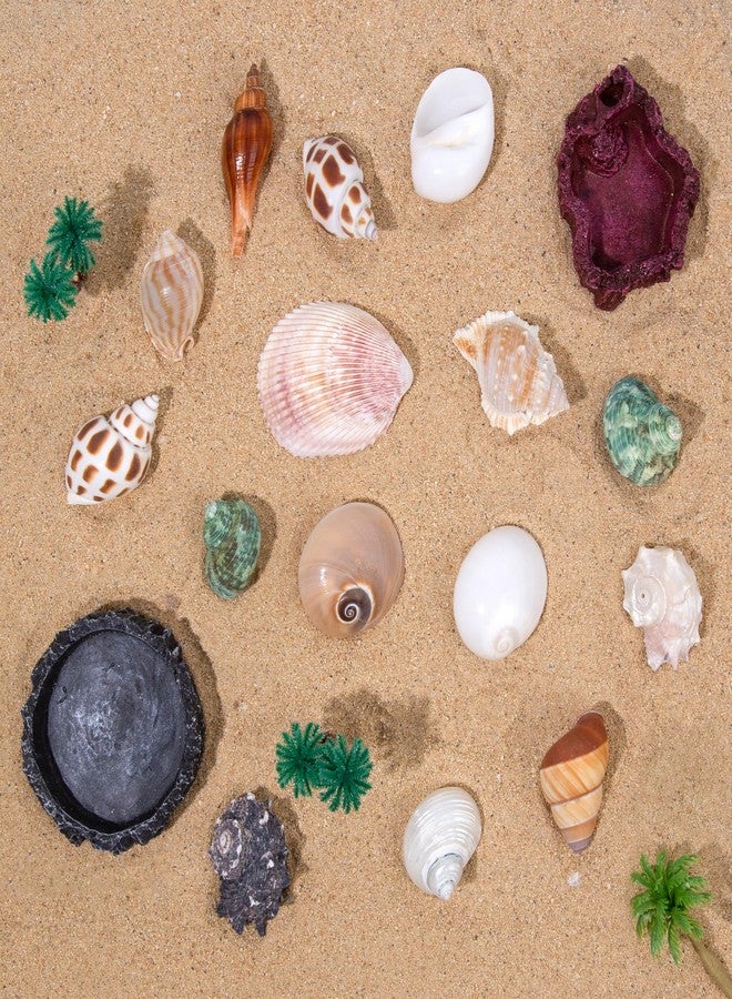 SINKOO 15 Pack Hermit Crab Shells with 2 Pack Food Water Bowl Growth Turbo Seashell Supplies Accessory - Image 4
